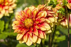 Härlig röd och gul dahlia Royaltyfria Bilder Härlig röd och gul dahlia Royaltyfria Bilder