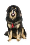 Härlig stor hund för tibetan mastiff royaltyfria bilder Härlig stor hund för tibetan mastiff royaltyfria bilder