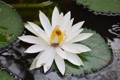 Härlig sväva vit lotusblomma tilldrar ett kryp arkivfoton Härlig sväva vit lotusblomma tilldrar ett kryp arkivfoton