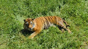 Härlig tiger i natur royaltyfri bild Härlig tiger i natur royaltyfri bild