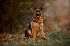Härlig yttre utomhus- stående av den unga hunden för tysk herde royaltyfri foto Härlig yttre utomhus- stående av den unga hunden för tysk herde royaltyfri foto
