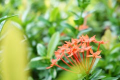 Härliga blommor bland blommorna royaltyfria foton Härliga blommor bland blommorna royaltyfria foton