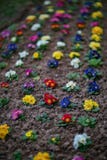 Härliga blommor i olika färger, liten trädgård i staden royaltyfria foton Härliga blommor i olika färger, liten trädgård i staden royaltyfria foton