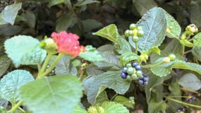 Härliga blommor som blommar på väggen av garden_Ien arkivbild Härliga blommor som blommar på väggen av garden_Ien arkivbild