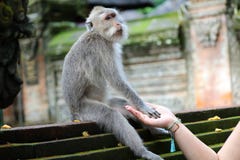 Härliga flickainnehavhänder med apan på apaskogen i Bali Indonesien, nätt kvinna med det lösa djuret royaltyfri foto Härliga flickainnehavhänder med apan på apaskogen i Bali Indonesien, nätt kvinna med det lösa djuret royaltyfri foto