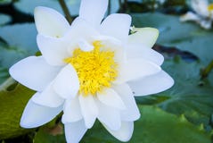 Härliga lotusblommabakgrunder royaltyfri bild Härliga lotusblommabakgrunder royaltyfri bild