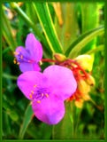 Härliga lösa små tryck för konst för tapet för blommamakrobakgrund royaltyfria bilder Härliga lösa små tryck för konst för tapet för blommamakrobakgrund royaltyfria bilder