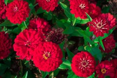 Härliga röda zinniablommor i trädgården mot bakgrund field bl?a oklarheter f?r gr?n vitt wispy natursky f?r gr?s begrepp isolerad royaltyfri bild Härliga röda zinniablommor i trädgården mot bakgrund field bl?a oklarheter f?r gr?n vitt wispy natursky f?r gr?s begrepp isolerad royaltyfri bild