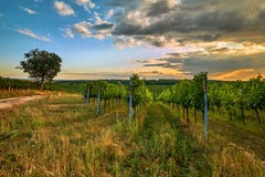 Härliga sceniska vingårdar på solnedgången royaltyfri fotografi Härliga sceniska vingårdar på solnedgången royaltyfri fotografi