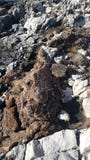 Härliga stenar på stranden arkivbilder Härliga stenar på stranden arkivbilder