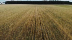 Härliga vetefält! arkivfilmer Härliga vetefält! arkivfilmer