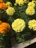Härliga vibrerande gula och orange blommor royaltyfria foton Härliga vibrerande gula och orange blommor royaltyfria foton