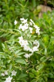 Härliga vita blommor med gula stamens mot gröna sidor fotografering för bildbyråer Härliga vita blommor med gula stamens mot gröna sidor fotografering för bildbyråer