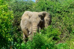 Härligt djur av Kenya - de stora 5na - elefanten arkivfoto Härligt djur av Kenya - de stora 5na - elefanten arkivfoto