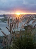 Härligt gräs på solnedgången - San Diego - USA arkivfoto Härligt gräs på solnedgången - San Diego - USA arkivfoto