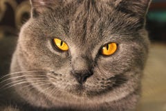 Härligt kattslut upp royaltyfria bilder Härligt kattslut upp royaltyfria bilder
