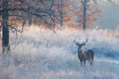 Härligt nedgånglandskapfotografi med whitetailbocken fotografering för bildbyråer Härligt nedgånglandskapfotografi med whitetailbocken fotografering för bildbyråer