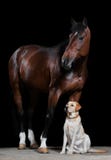 häst för svart hund för bakgrundsfjärd royaltyfri fotografi häst för svart hund för bakgrundsfjärd royaltyfri fotografi