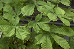 Häst-kastanj (aesculushippocastanum) som hemsökas med larver för häst-kastanj bladgruvarbetare (den Cameraria ohridellaen) royaltyfri foto Häst-kastanj (aesculushippocastanum) som hemsökas med larver för häst-kastanj bladgruvarbetare (den Cameraria ohridellaen) royaltyfri foto