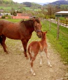 Häst och ponny royaltyfri bild Häst och ponny royaltyfri bild