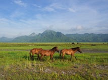 Hästar i fältet på vägen till den Pinatubo vulkan Lopp i Cl royaltyfri fotografi Hästar i fältet på vägen till den Pinatubo vulkan Lopp i Cl royaltyfri fotografi