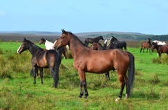 Hästar på en äng i Irland fotografering för bildbyråer Hästar på en äng i Irland fotografering för bildbyråer