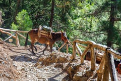 Hästar som ledas av en handbok, är van vid transport tröttade turister i Samaria Gorge arkivfoton Hästar som ledas av en handbok, är van vid transport tröttade turister i Samaria Gorge arkivfoton