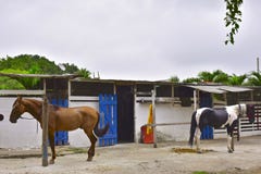 Hästen Haras i Rio de Janeiro fotografering för bildbyråer Hästen Haras i Rio de Janeiro fotografering för bildbyråer