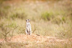 hålla meerkatwatchen royaltyfri bild hålla meerkatwatchen royaltyfri bild
