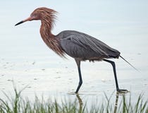 Héron rougeâtre avec le plumage d'élevage, pataugeant dans un marais d'eau de mer image libre de droits Héron rougeâtre avec le plumage d'élevage, pataugeant dans un marais d'eau de mer image libre de droits