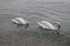 Höckerschwäne auf See Garda Italien lizenzfreie stockbilder Höckerschwäne auf See Garda Italien lizenzfreie stockbilder