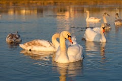 Höckerschwäne Cygnus olor im Fluss bei Sonnenuntergang lizenzfreies stockfoto Höckerschwäne Cygnus olor im Fluss bei Sonnenuntergang lizenzfreies stockfoto