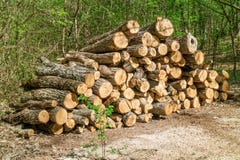 Hög av vedträt i en skog arkivfoton Hög av vedträt i en skog arkivfoton