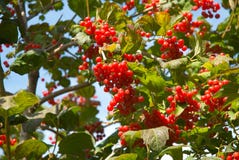 hög cranberry arkivbilder hög cranberry arkivbilder