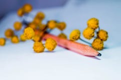 Hölzerner Bleistift in den gelben Blumen stockbild Hölzerner Bleistift in den gelben Blumen stockbild