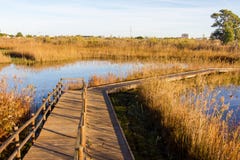 Hölzerner Weg in einem Vogelobservatorium, im Sumpfgebietnaturpark La Marjal in Pego und in Oliva stockbilder Hölzerner Weg in einem Vogelobservatorium, im Sumpfgebietnaturpark La Marjal in Pego und in Oliva stockbilder