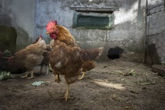 HÖNOR I NATUREN arkivfoton HÖNOR I NATUREN arkivfoton