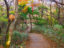 Höst på den Jeju ön royaltyfri foto Höst på den Jeju ön royaltyfri foto