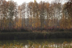 Hösten landskap Björkdunge på kusten av dammet arkivfoto Hösten landskap Björkdunge på kusten av dammet arkivfoto