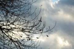Höstfåglar flyger bort kilfåglar som fåglar flyger ledsen vädermolnhimmel för regn royaltyfri fotografi Höstfåglar flyger bort kilfåglar som fåglar flyger ledsen vädermolnhimmel för regn royaltyfri fotografi