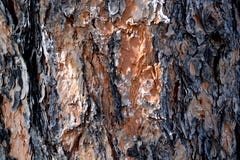Hübsche burk Kiefer stockbild Hübsche burk Kiefer stockbild