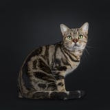Hübsche junge braune Amerikanisch Kurzhaar-Katze der getigerten Katze auf schwarzem Hintergrund stockbilder Hübsche junge braune Amerikanisch Kurzhaar-Katze der getigerten Katze auf schwarzem Hintergrund stockbilder
