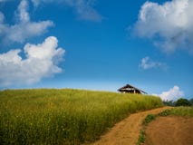 Hütte, wenn der Sunn-Hanf gewachsen wird Lizenzfreie Stockfotos Hütte, wenn der Sunn-Hanf gewachsen wird Lizenzfreie Stockfotos