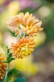 I bei e fiori delicati di autunno hanno chiamato Dubki fotografia stock I bei e fiori delicati di autunno hanno chiamato Dubki fotografia stock