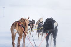 I bello sei cani abbondano la trazione della slitta Immagine presa dalla seduta nella prospettiva della slitta Divertimento, spor immagine stock libera da diritti I bello sei cani abbondano la trazione della slitta Immagine presa dalla seduta nella prospettiva della slitta Divertimento, spor immagine stock libera da diritti