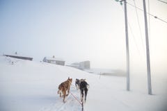 I bello sei cani abbondano la trazione della slitta Immagine presa dalla seduta nella prospettiva della slitta Divertimento, spor immagine stock libera da diritti I bello sei cani abbondano la trazione della slitta Immagine presa dalla seduta nella prospettiva della slitta Divertimento, spor immagine stock libera da diritti