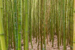 I boschetti di bambù spessi si chiudono su fotografia stock I boschetti di bambù spessi si chiudono su fotografia stock