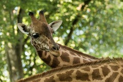 I camelopardalis del Giraffa della giraffa, mammifero uguale-piantato africano degli ungulati, il più alto di tutte le specie ani fotografie stock I camelopardalis del Giraffa della giraffa, mammifero uguale-piantato africano degli ungulati, il più alto di tutte le specie ani fotografie stock
