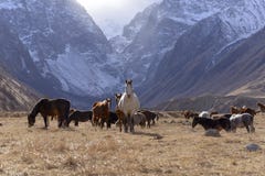 I cavalli selvaggii pascono nelle montagne nevose su un autunno soleggiato immagine stock libera da diritti I cavalli selvaggii pascono nelle montagne nevose su un autunno soleggiato immagine stock libera da diritti