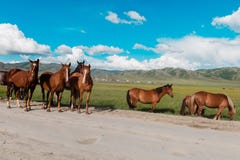 I cavalli sono sulla strada Dietro il paesaggio della montagna fotografie stock I cavalli sono sulla strada Dietro il paesaggio della montagna fotografie stock